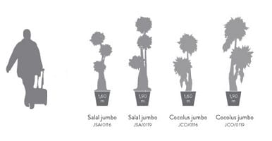 jco116 Jumbo Cocolus / Salal
